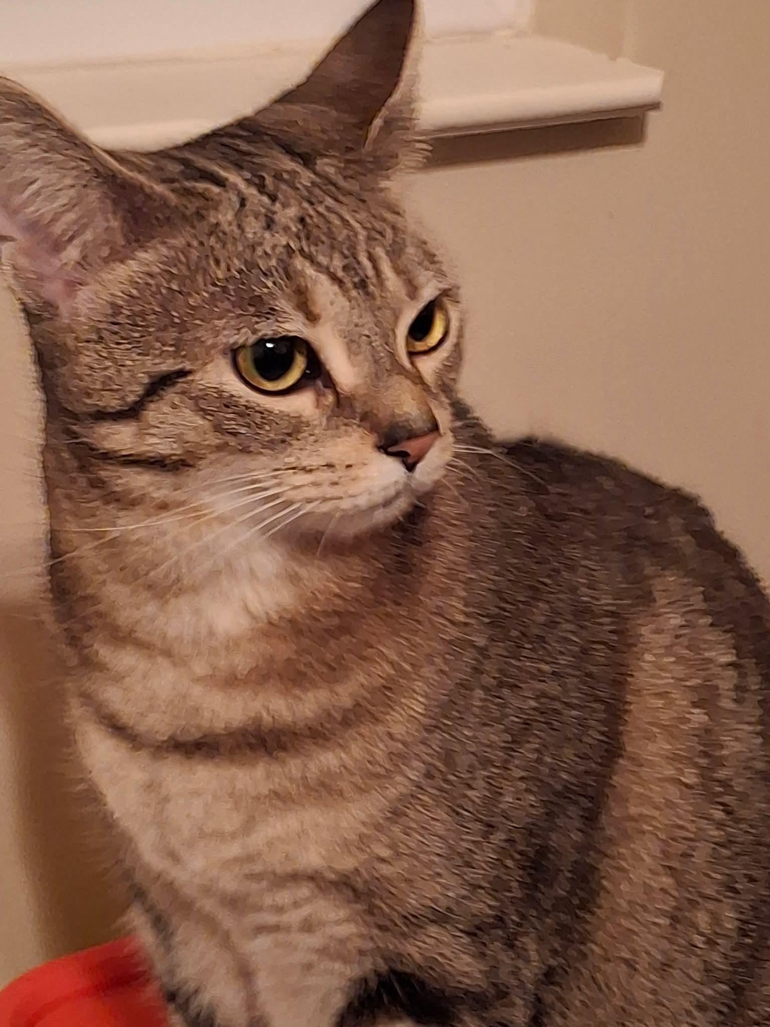 Enlarge Venus, a Adoptable Domestic Short Hair in Carnegie, PA image 6/6