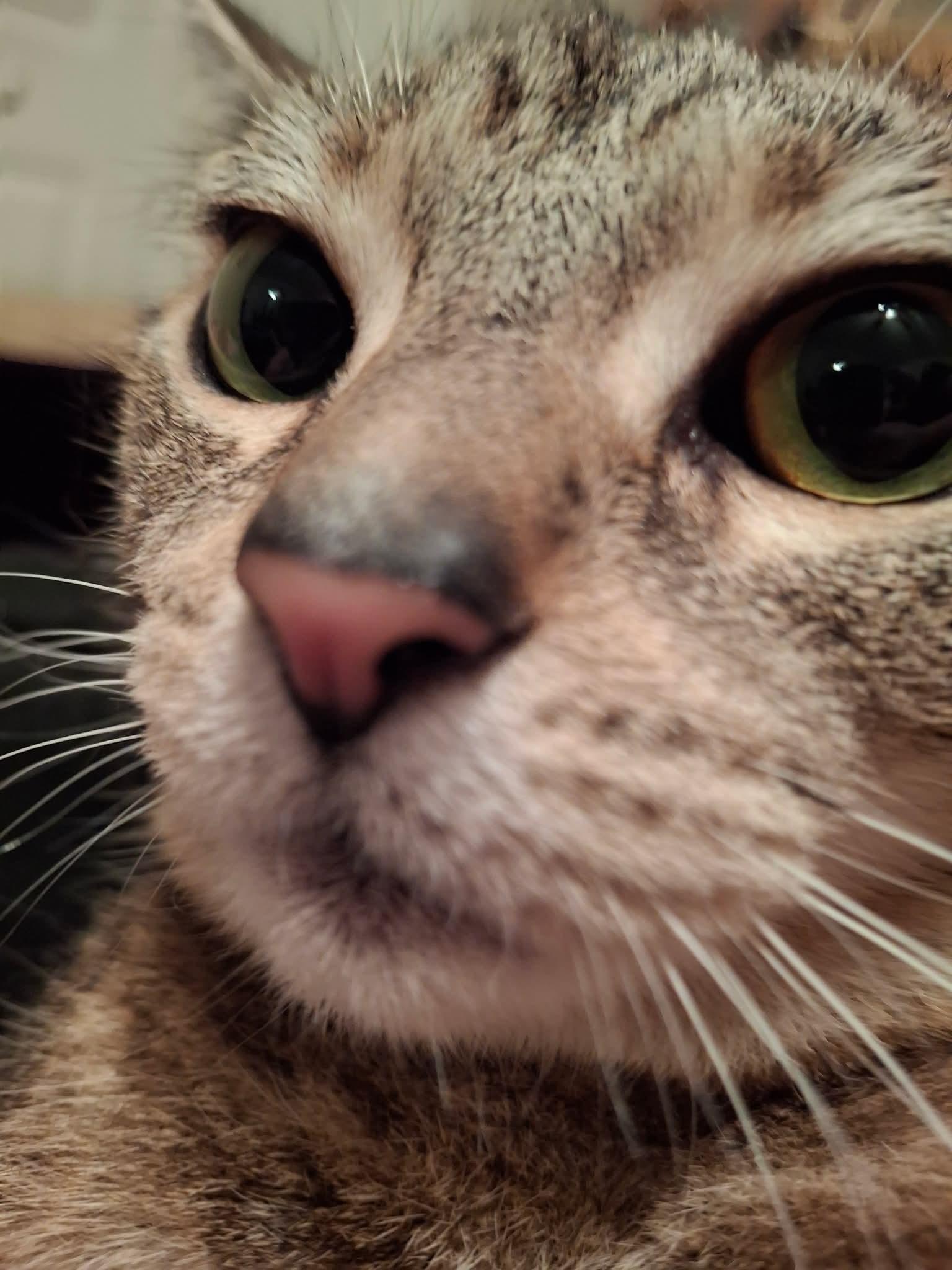 Enlarge Venus, a Adoptable Domestic Short Hair in Carnegie, PA image 4/6