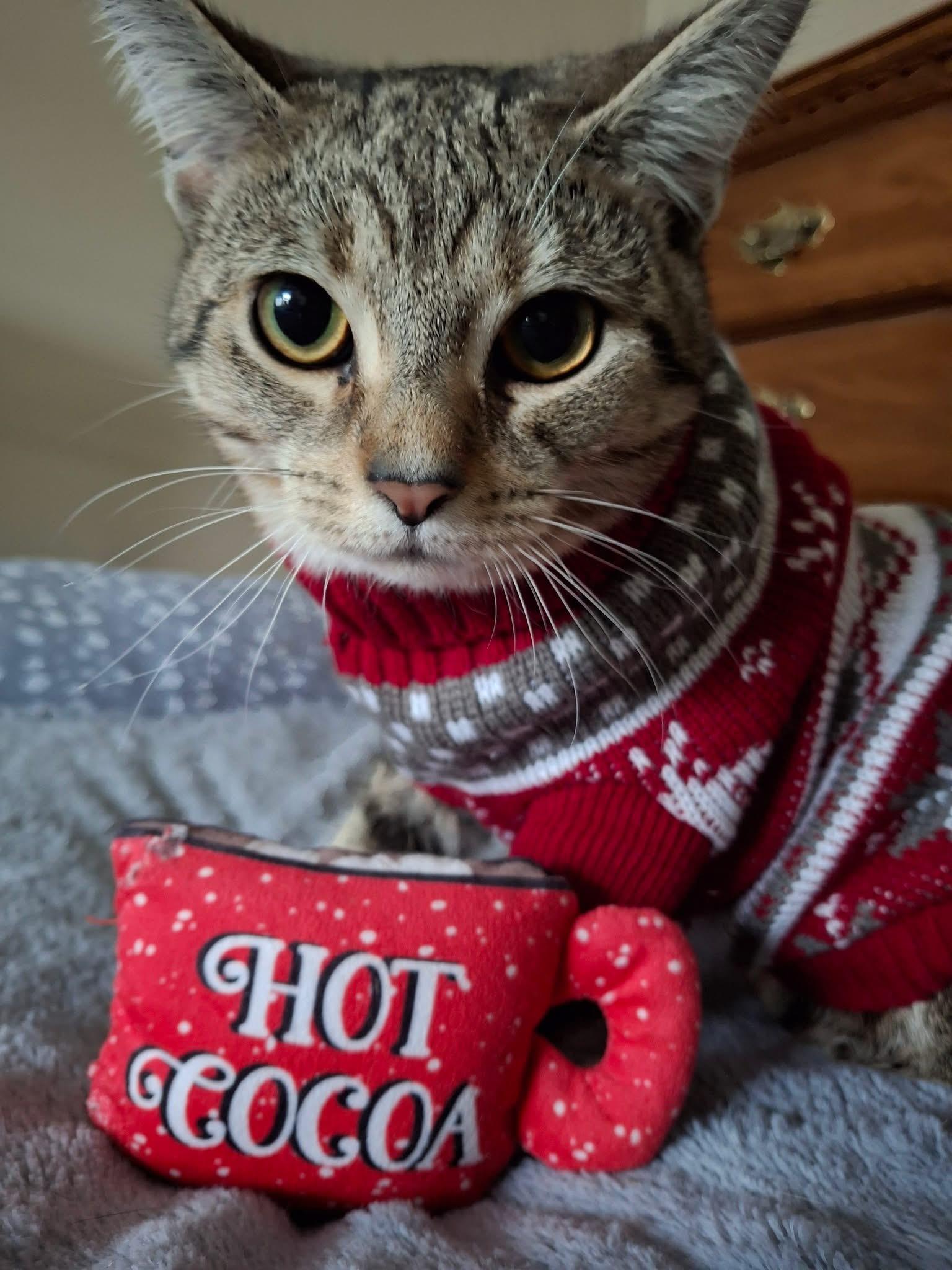 Enlarge Venus, a Adoptable Domestic Short Hair in Carnegie, PA image 1/6