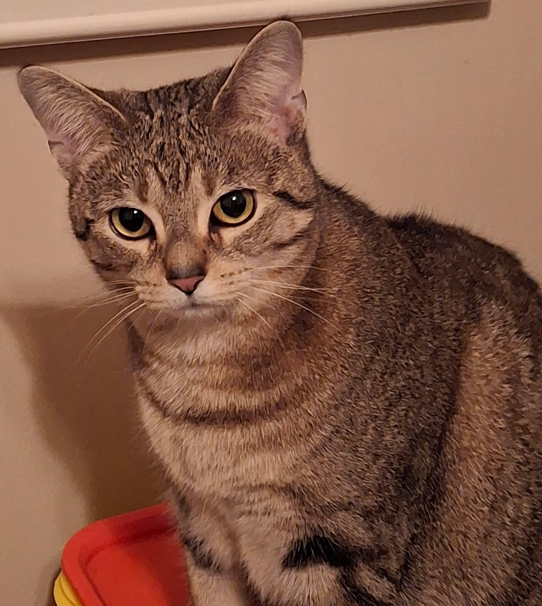 Enlarge Venus, a Adoptable Domestic Short Hair in Carnegie, PA image 2/6