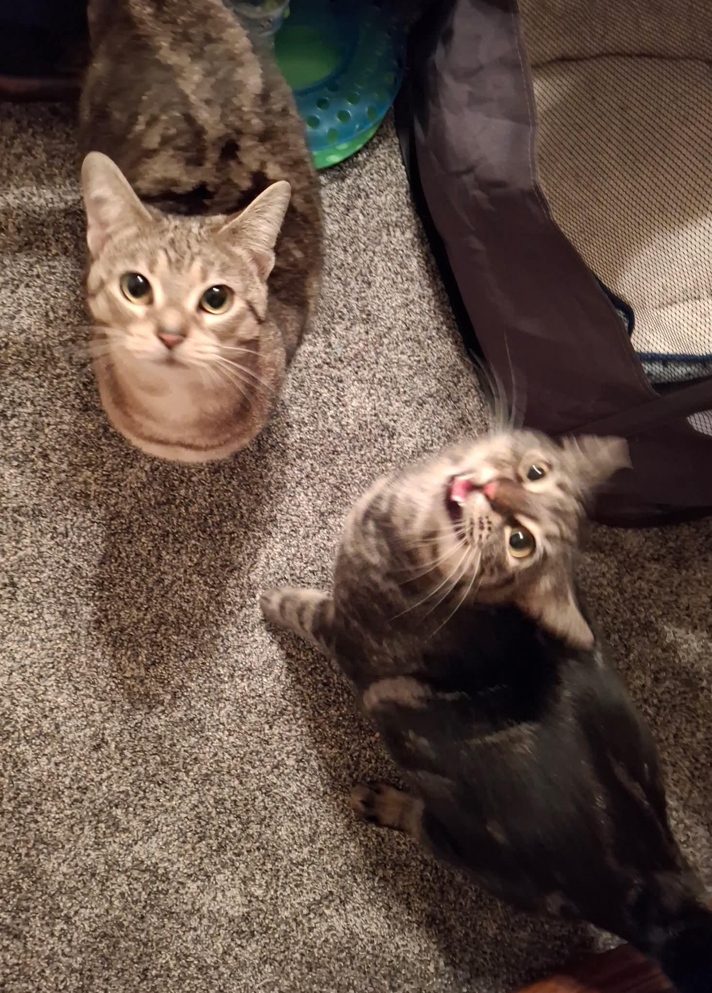 Venus, Adoptable, Kitten Female Domestic Short Hair.