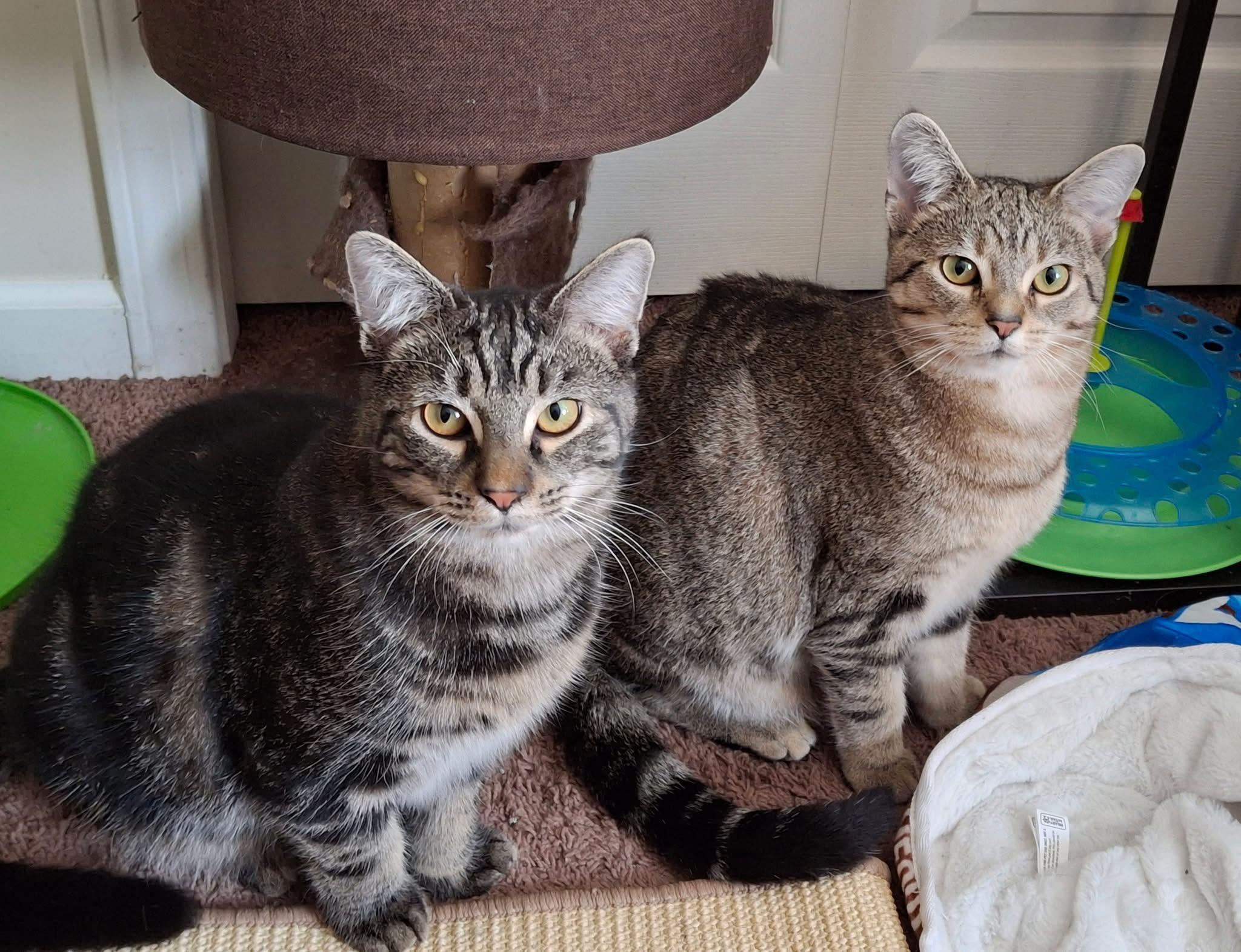 Enlarge Venus, a Adoptable Domestic Short Hair in Carnegie, PA image 5/6