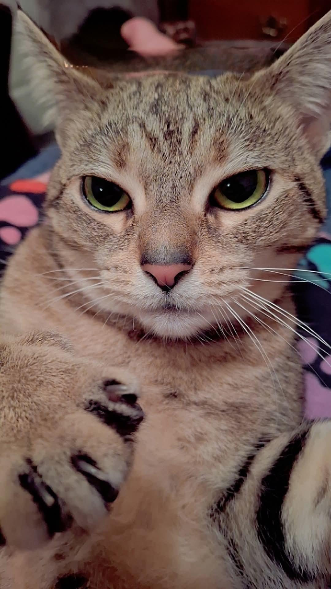 Enlarge Venus, a Adoptable Domestic Short Hair in Carnegie, PA image 3/6