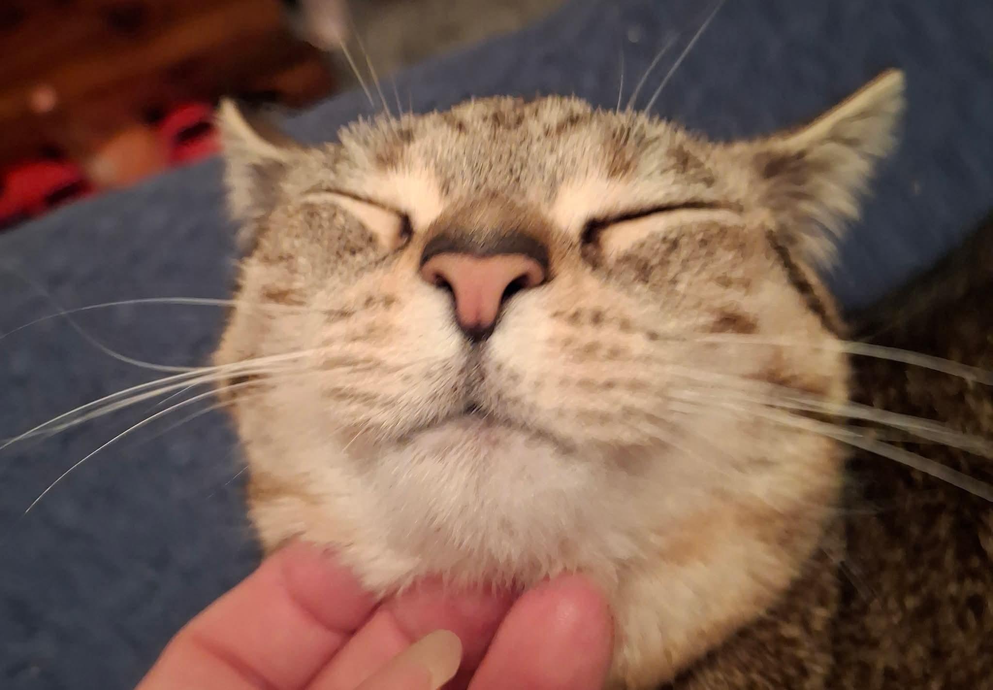 Enlarge Venus, a Adoptable Domestic Short Hair in Carnegie, PA image 5/6