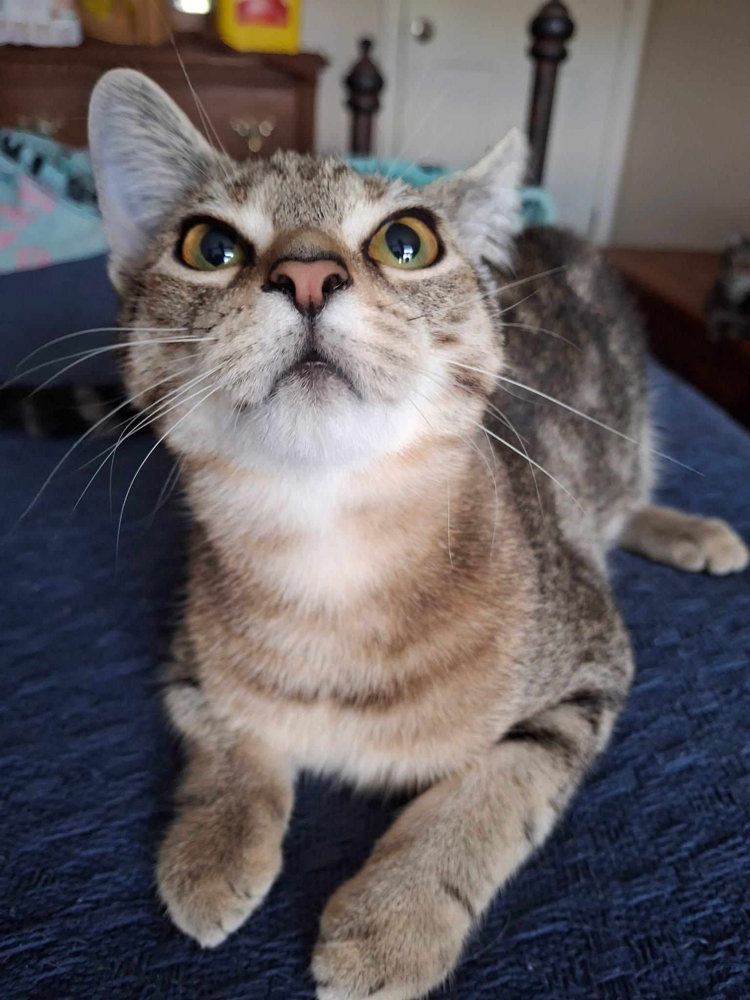 Enlarge Venus, a Adoptable Domestic Short Hair in Carnegie, PA image 6/6