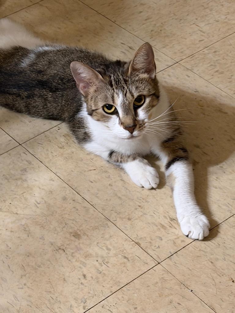 Enlarge Ivory, a Adoptable mixed breed in Little Rock, AR image 2/6