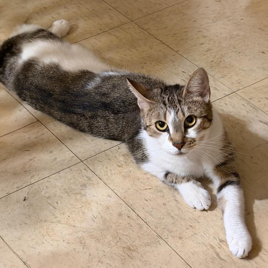 Enlarge Ivory, a Adoptable mixed breed in Little Rock, AR image 3/6