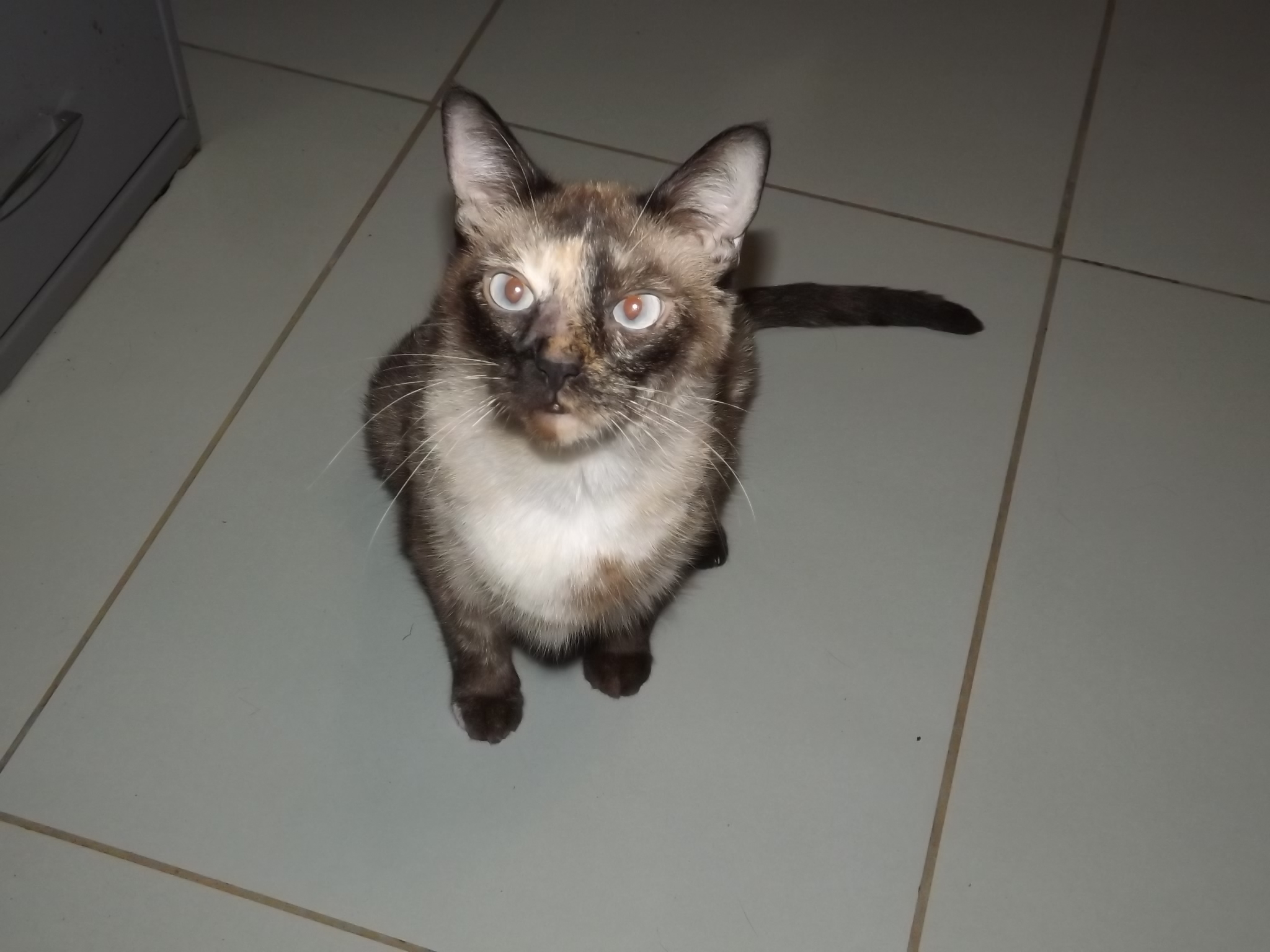 Eloise, a Adoptable mixed breed in Simms, TX image 1/4