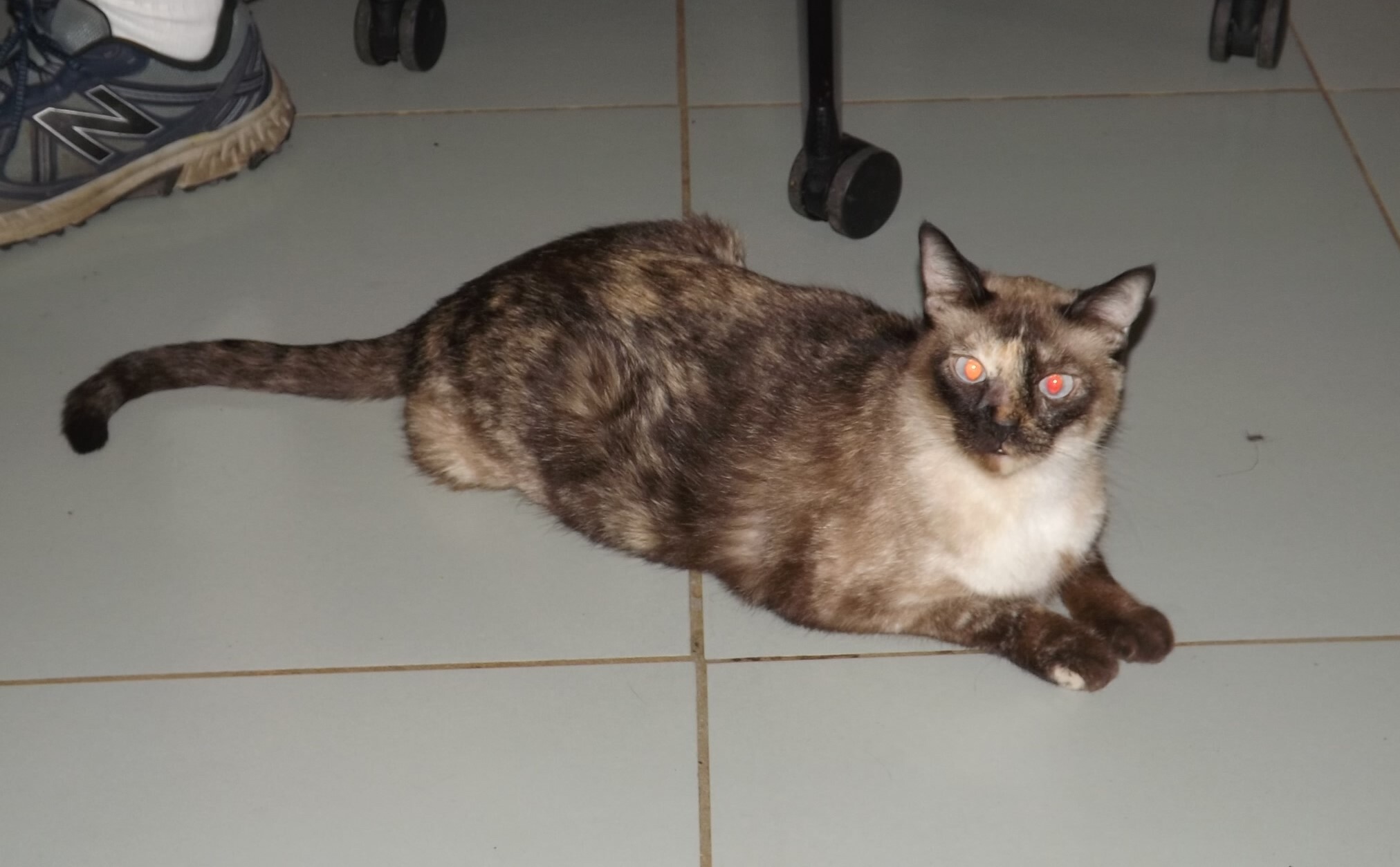 Eloise, a Adoptable mixed breed in Simms, TX image 2/4