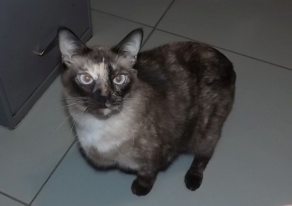 Eloise, a Adoptable mixed breed in Simms, TX image 3/4