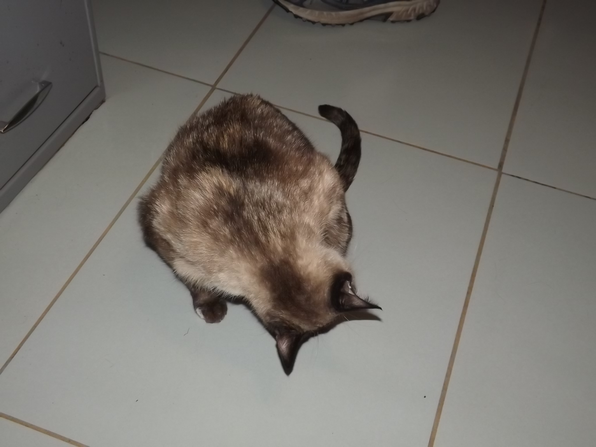 Eloise, a Adoptable mixed breed in Simms, TX image 4/4