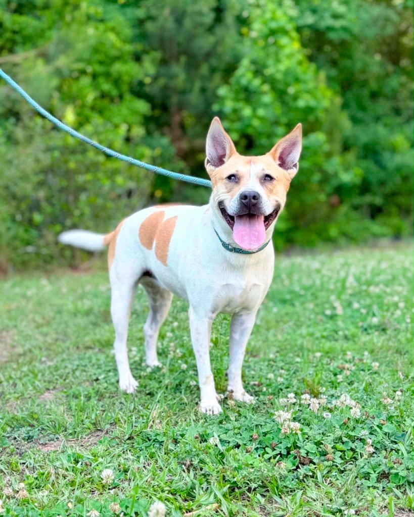Enlarge Samantha, a Adoptable Carolina Dog in Gorham, ME image 1/4