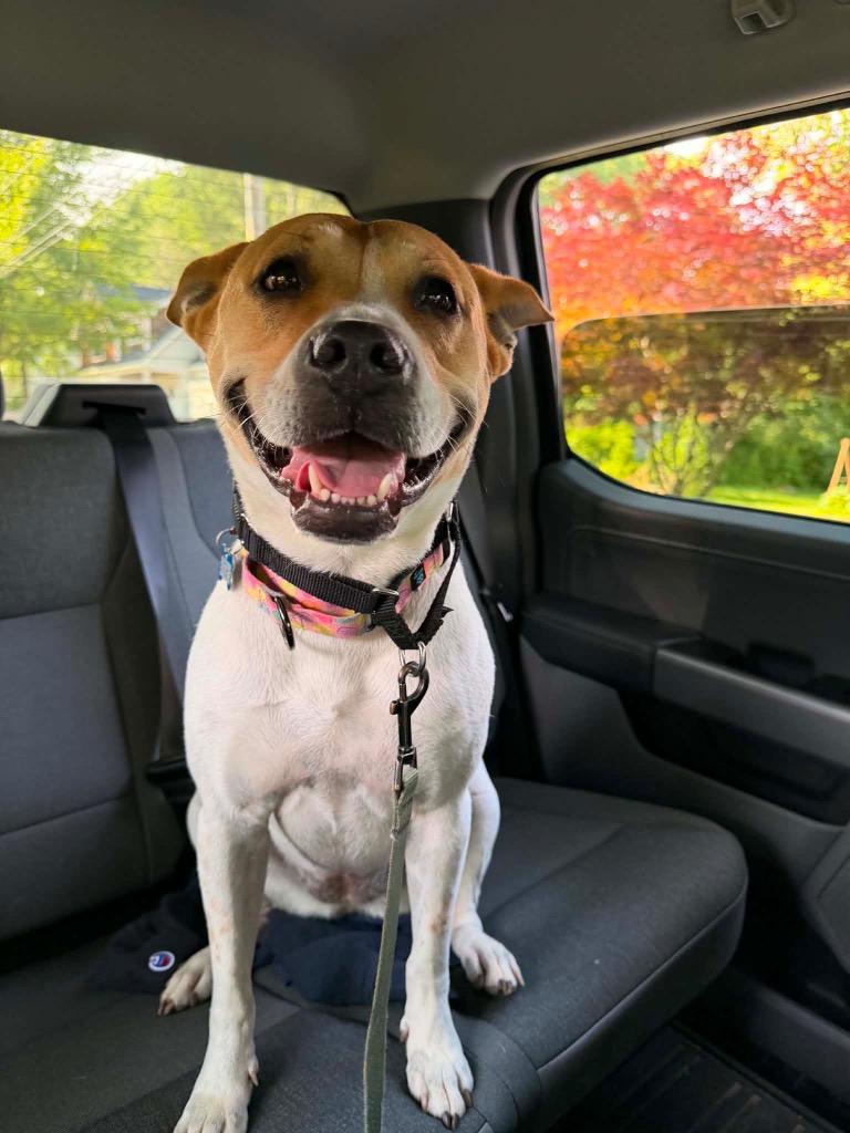 Enlarge Samantha, a Adoptable Carolina Dog in Gorham, ME image 2/4