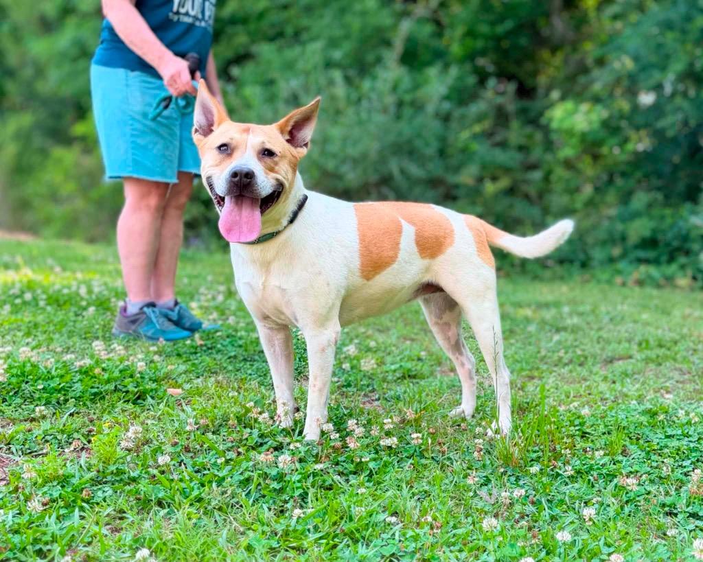 Enlarge Samantha, a Adoptable Carolina Dog in Gorham, ME image 3/4