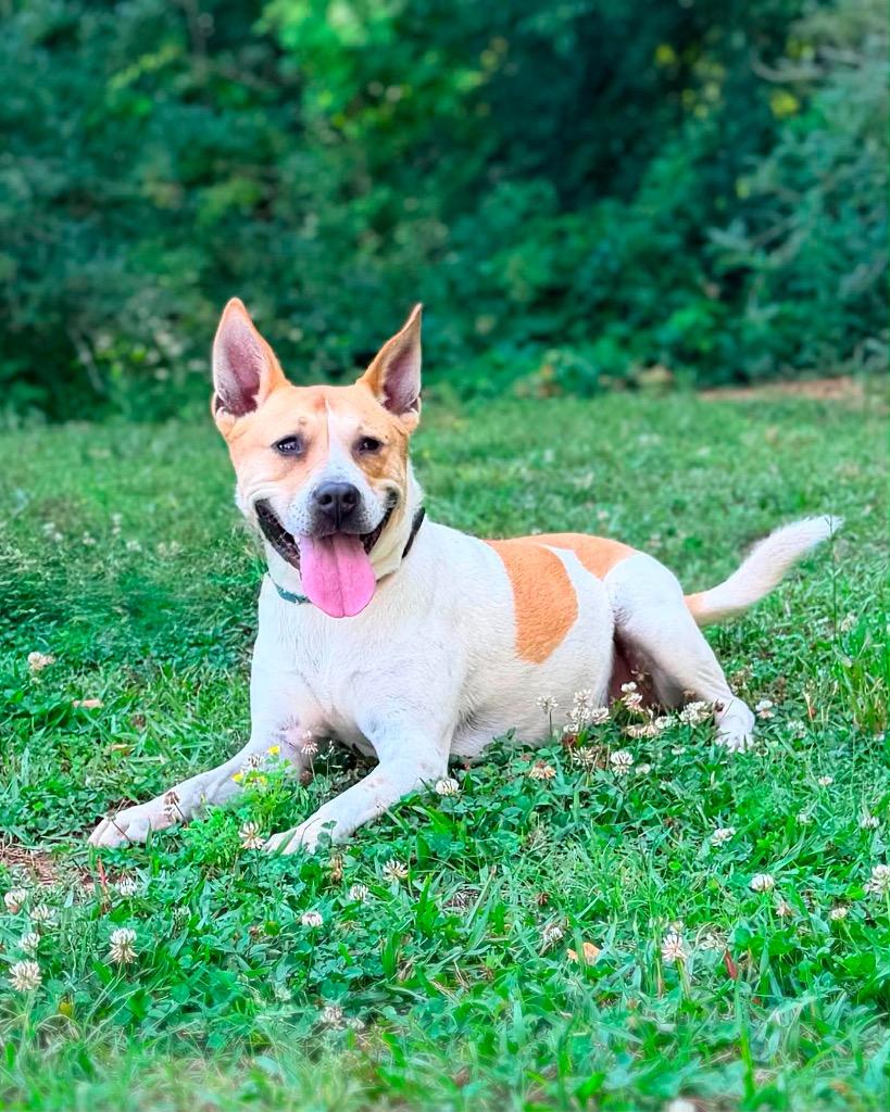 Enlarge Samantha, a Adoptable Carolina Dog in Gorham, ME image 4/4