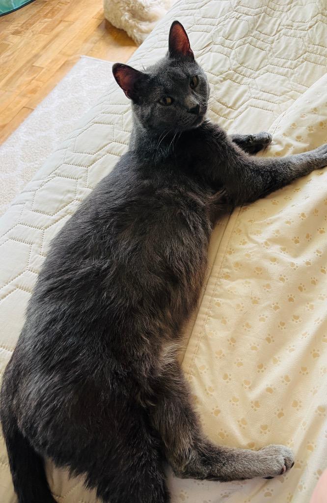 Diamond, Adoptable, Young Female Domestic Short Hair.