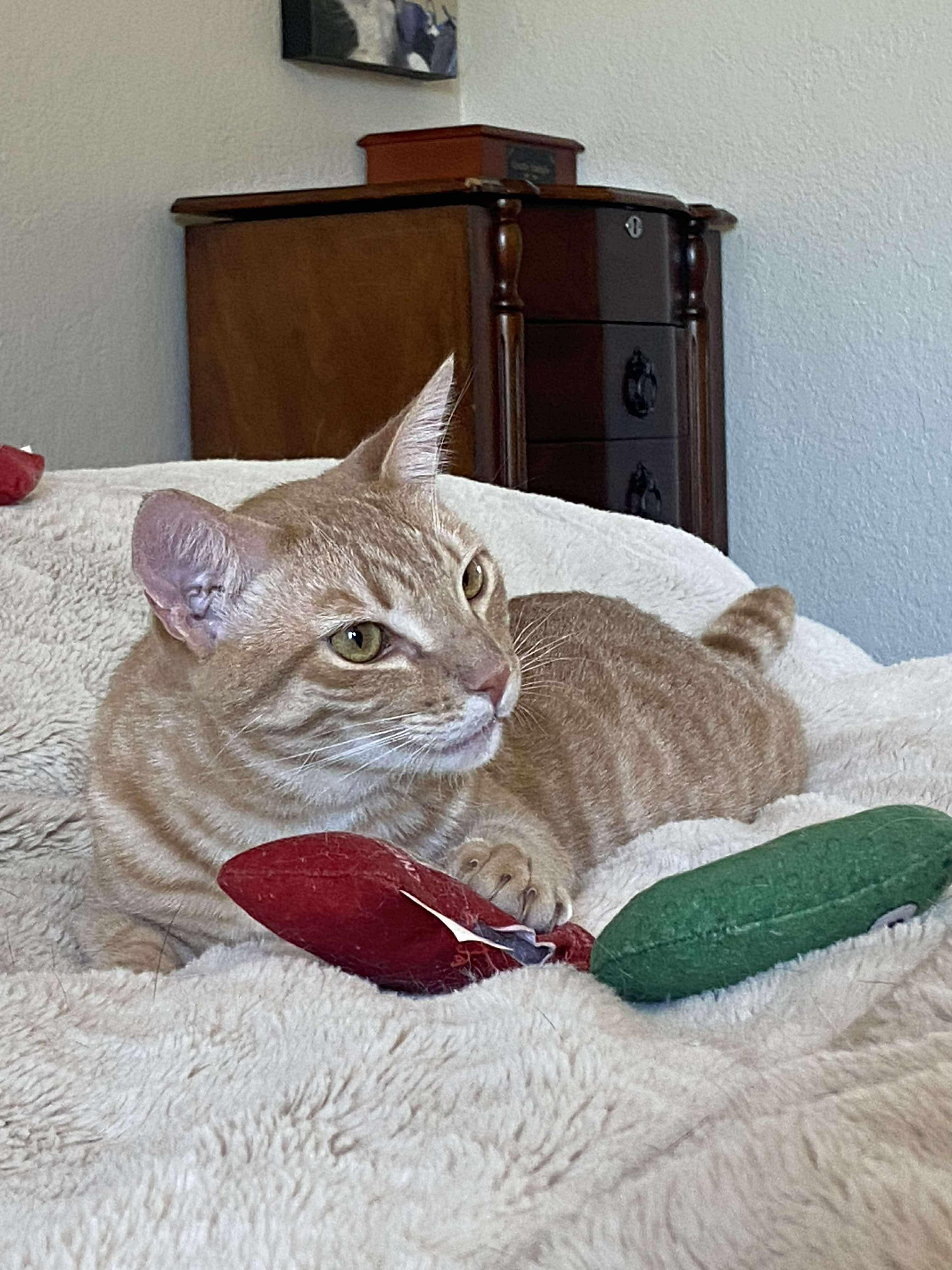 Deb & Ian, an adoptable Domestic Short Hair in Hollister, CA, 95023 | Photo Image 4