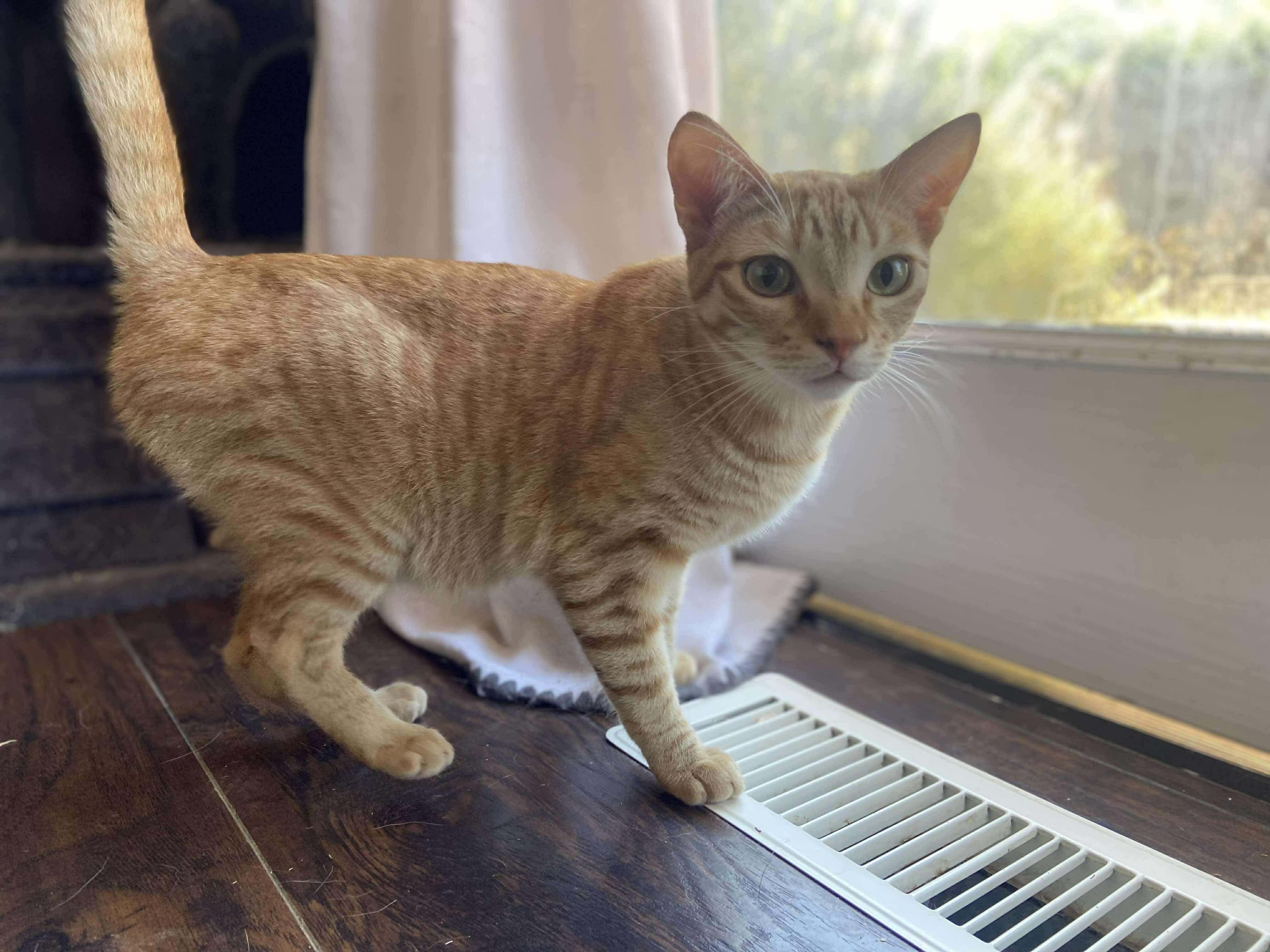 Deb & Ian, an adoptable Domestic Short Hair in Hollister, CA, 95023 | Photo Image 3