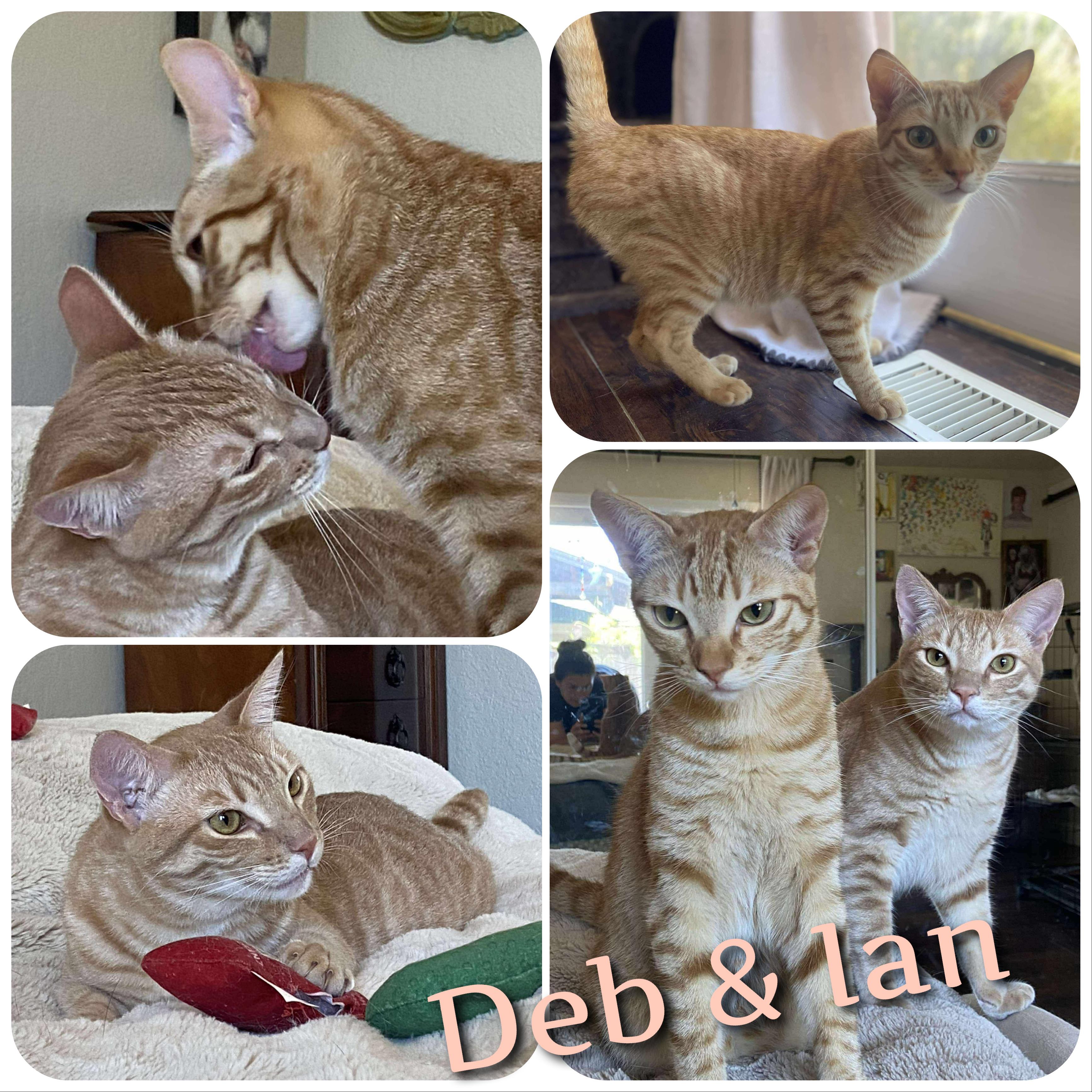 Deb & Ian, an adoptable Domestic Short Hair in Hollister, CA, 95023 | Photo Image 1