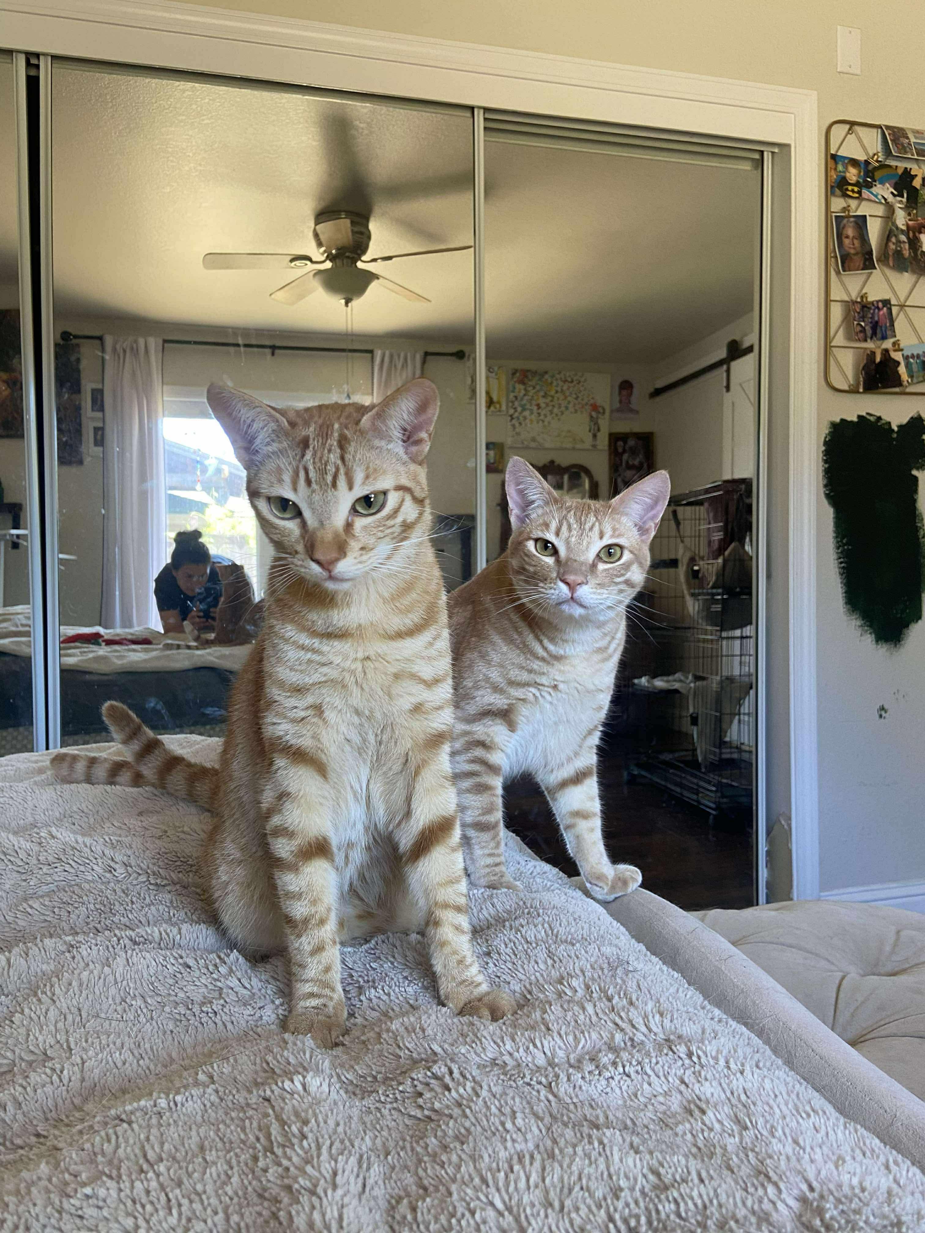 Deb & Ian, an adoptable Domestic Short Hair in Hollister, CA, 95023 | Photo Image 2
