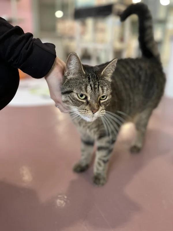 Enlarge Iced Capp, a Adopted Domestic Short Hair in Hamilton, ON image 2/3