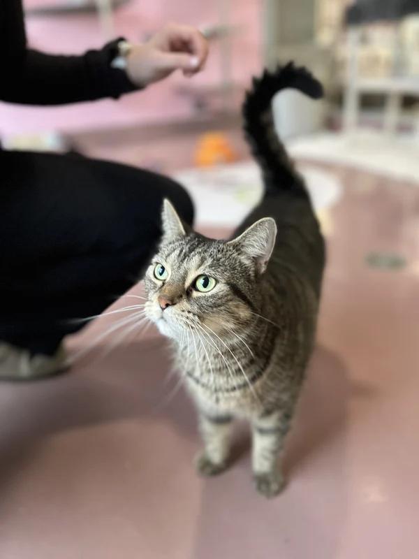 Iced Capp, Adopted, Adult Female Domestic Short Hair.