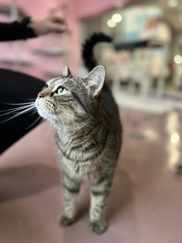 Enlarge Iced Capp, a Adopted Domestic Short Hair in Hamilton, ON image 3/3