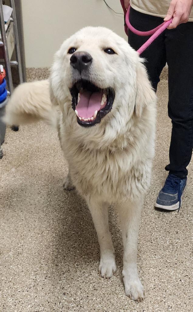 Brew, Adoptable, Young Male Great Pyrenees.
