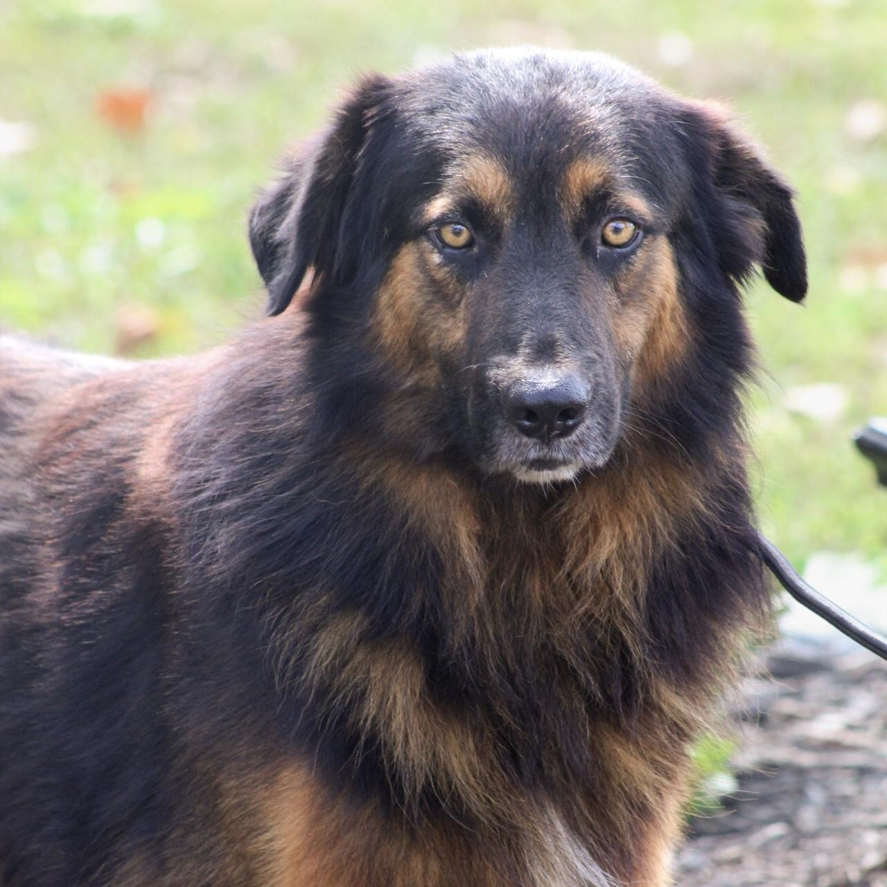 Rambo, Adoptable, Adult Male Great Pyrenees & Australian Shepherd.