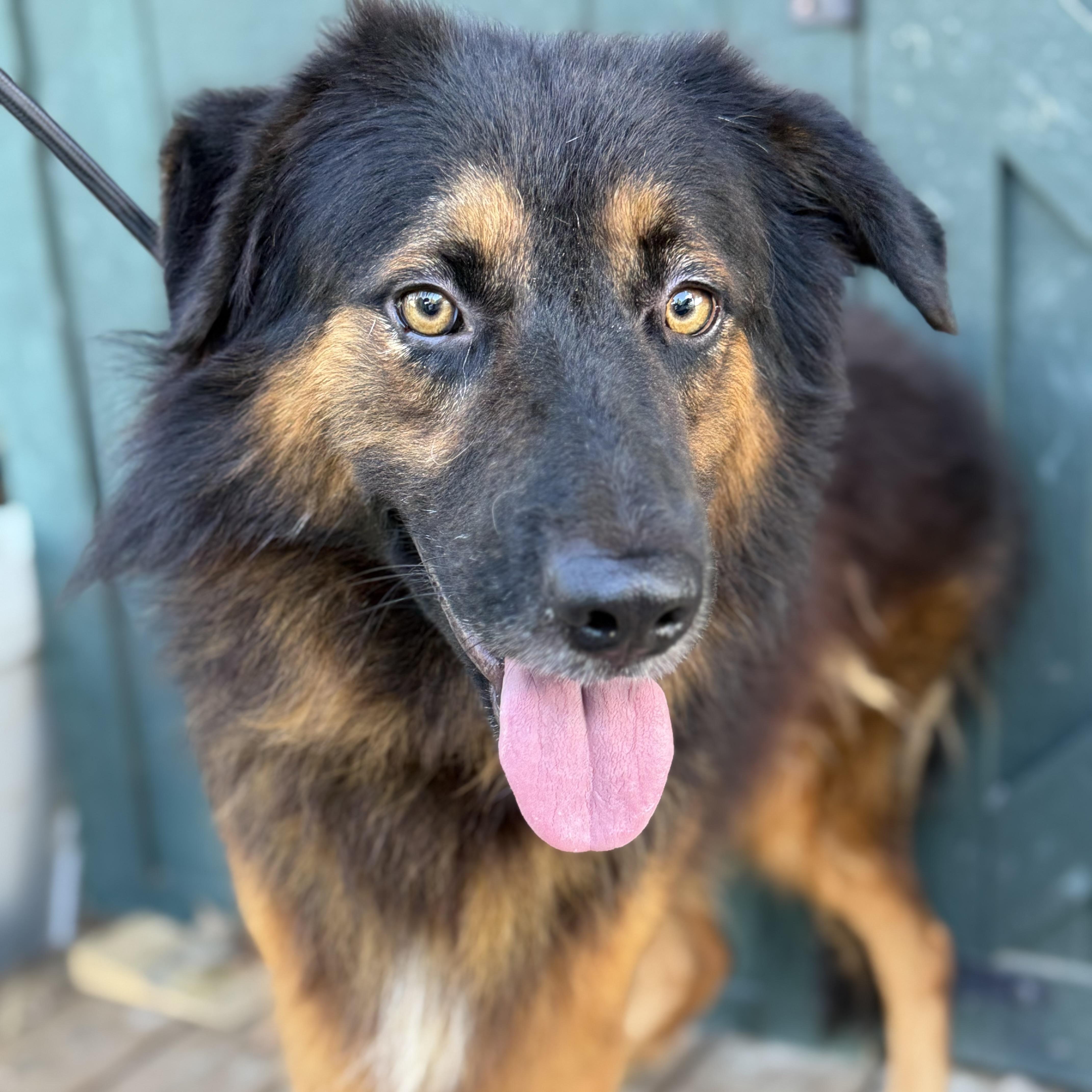 Enlarge Rambo, a Adoptable mixed breed in Jamaica Plain, MA image 6/6
