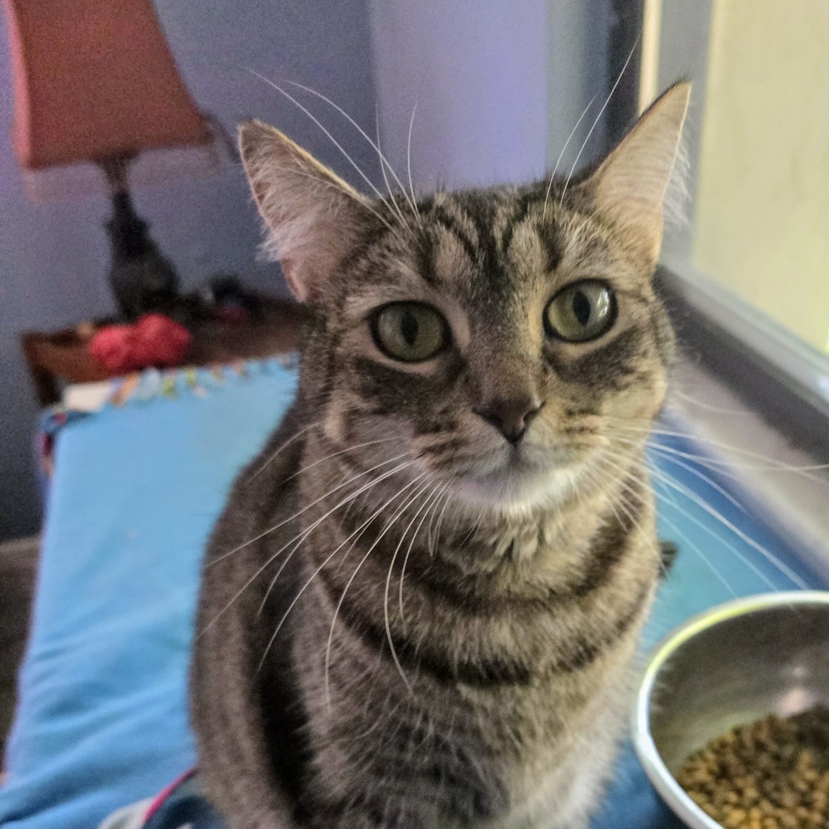 Holly bonded with Trixie, a Adoptable Domestic Short Hair in New Port Richey, FL image 4/6