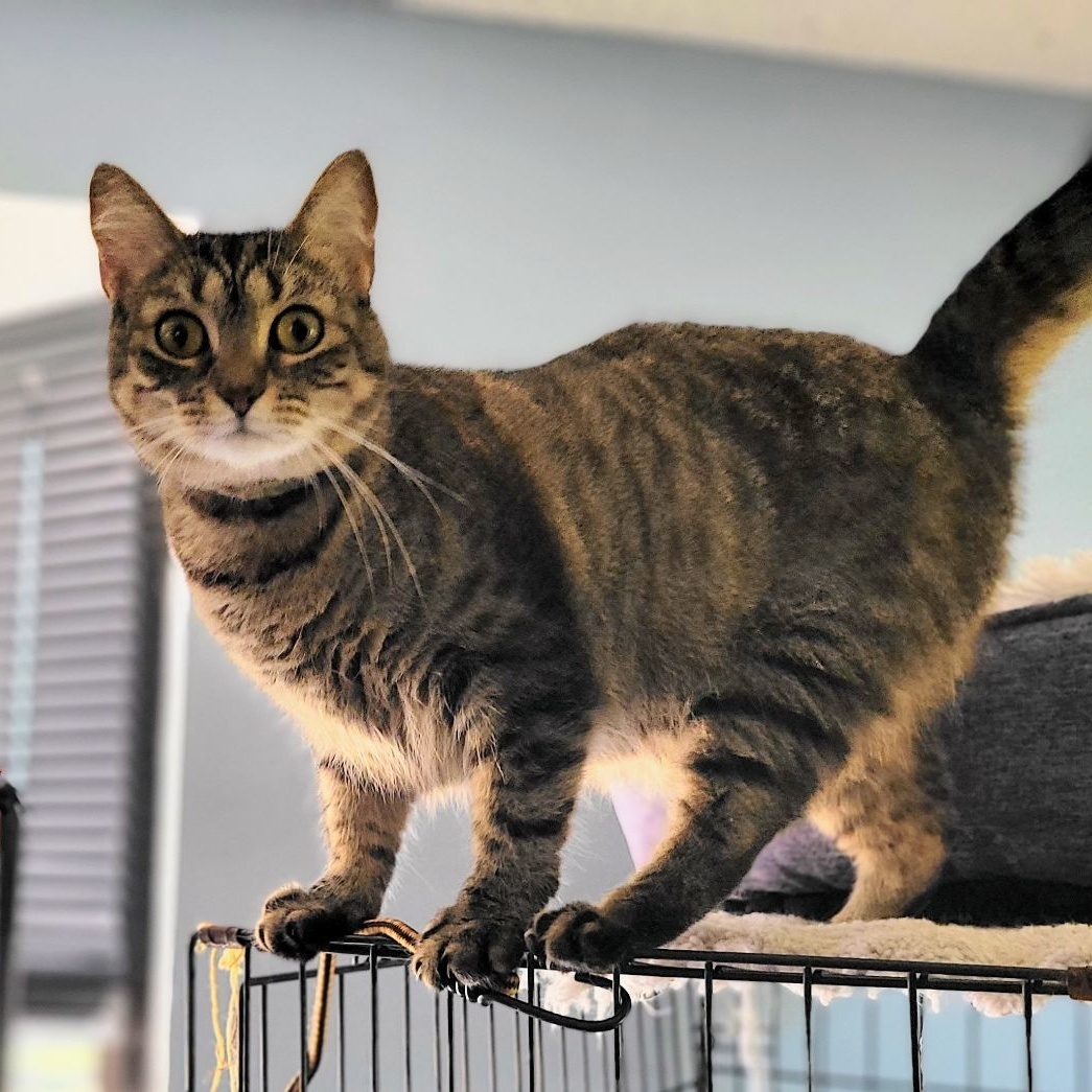 Holly bonded with Trixie, a Adoptable Domestic Short Hair in New Port Richey, FL image 5/6