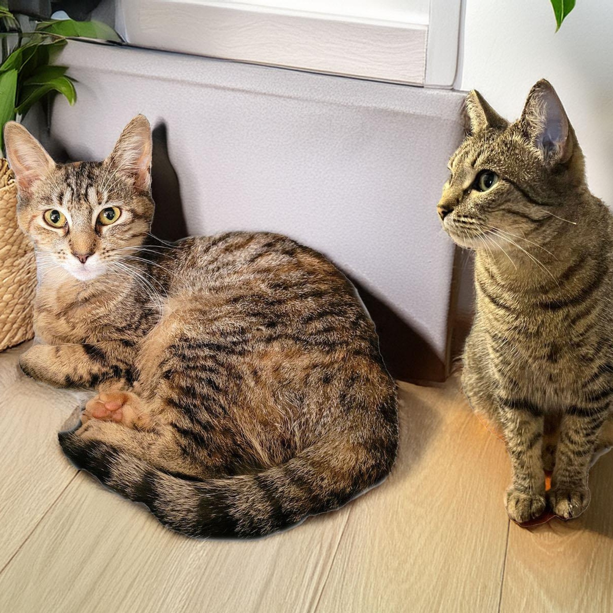 Holly bonded with Trixie, Adoptable, Adult Female Domestic Short Hair.