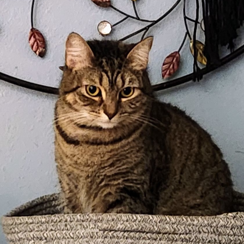 Holly bonded with Trixie, a Adoptable Domestic Short Hair in New Port Richey, FL image 2/6