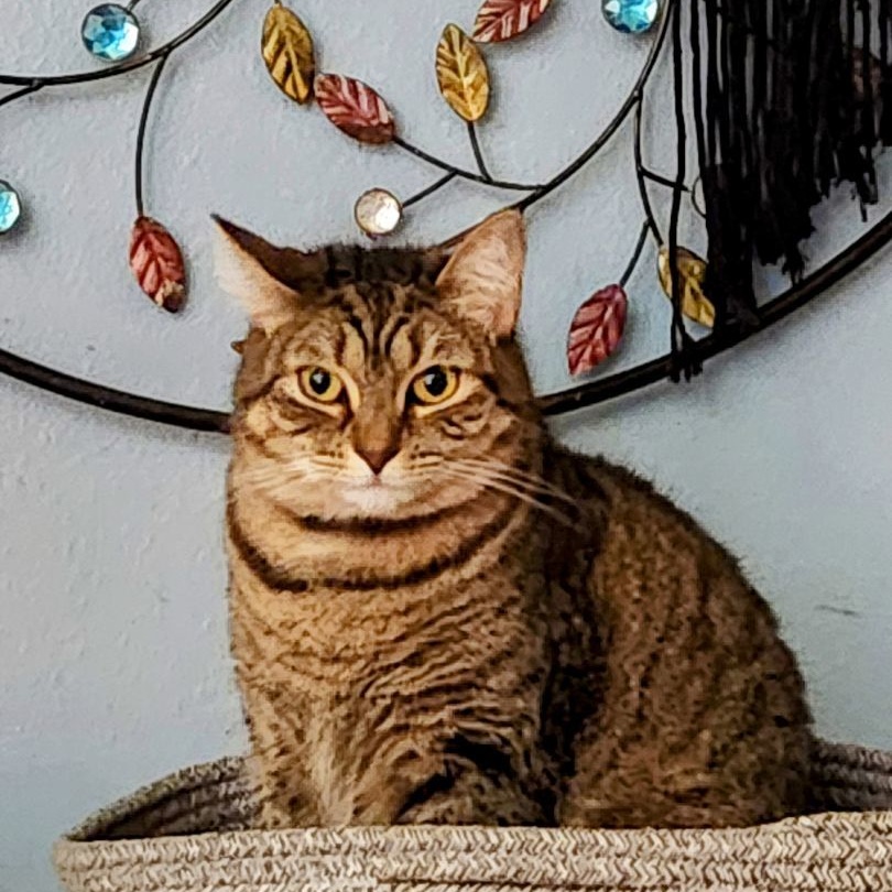 Holly bonded with Trixie, a Adoptable Domestic Short Hair in New Port Richey, FL image 6/6