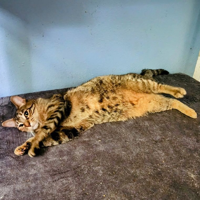 Holly bonded with Trixie, a Adoptable Domestic Short Hair in New Port Richey, FL image 3/6