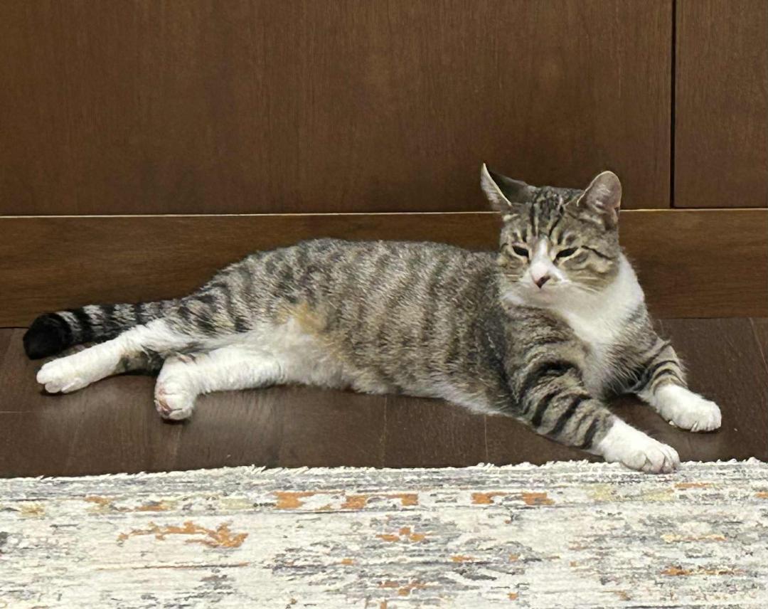 Lola, Adoptable, Adult Female Tabby.