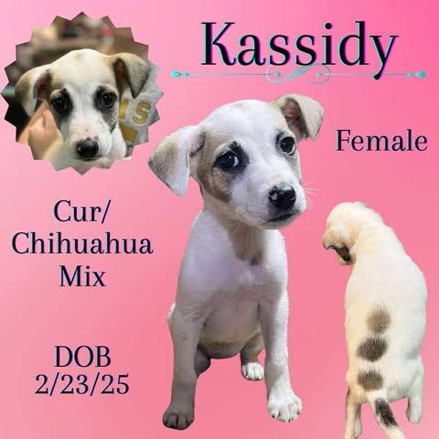 Kassidy, an adoptable Mountain Cur & Chihuahua Mix in Nashville, TN_image-1