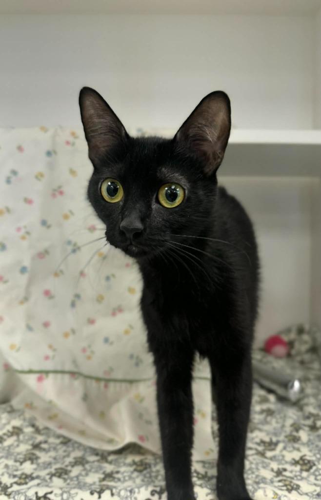 Enlarge Mimi, a Adoptable mixed breed in Grand Forks, ND image 1/1