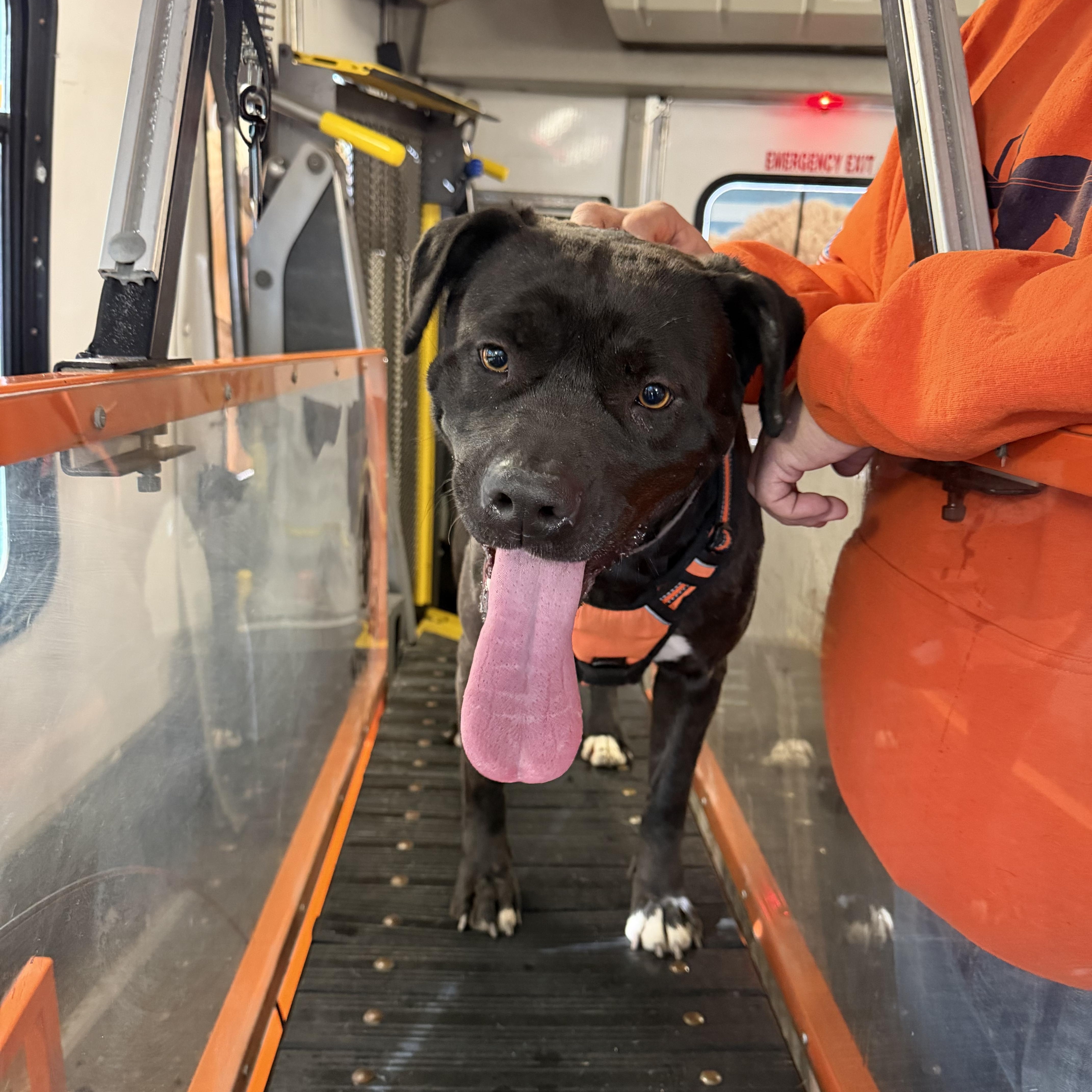 Lois , ADOPTABLE, Adult Female American Staffordshire Terrier.