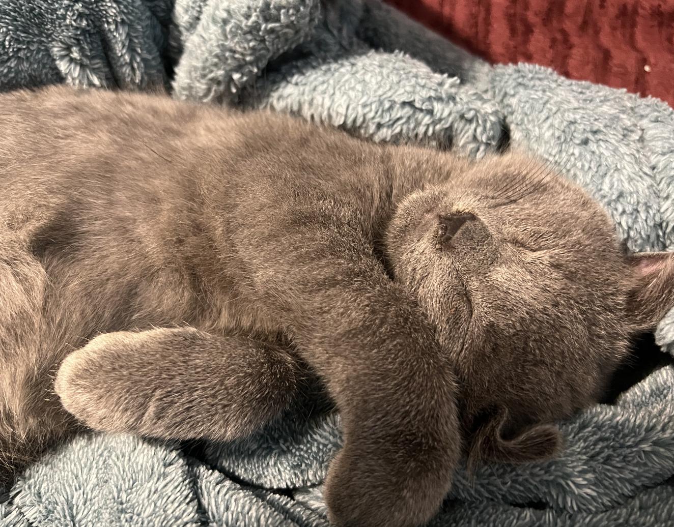 Enlarge Goose, a ADOPTABLE Domestic Short Hair in Roanoke, VA image 1/1