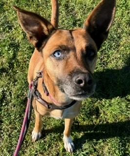 Cali, Adoptable, Adult Female Cattle Dog & Siberian Husky.