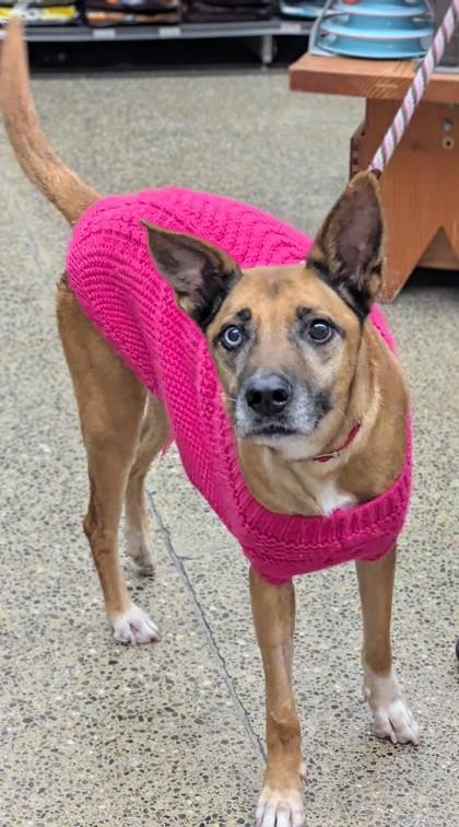Enlarge Cali, a Adoptable mixed breed in Seattle, WA image 2/3