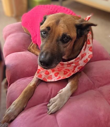 Cali, Adoptable, Adult Female Cattle Dog & Siberian Husky.