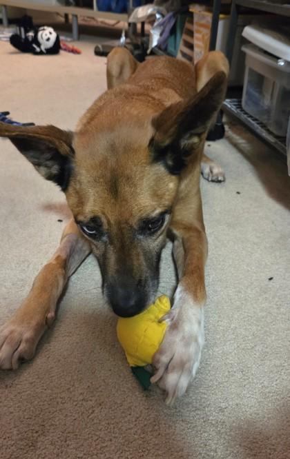 Cali, a Adoptable mixed breed in Seattle, WA image 3/3