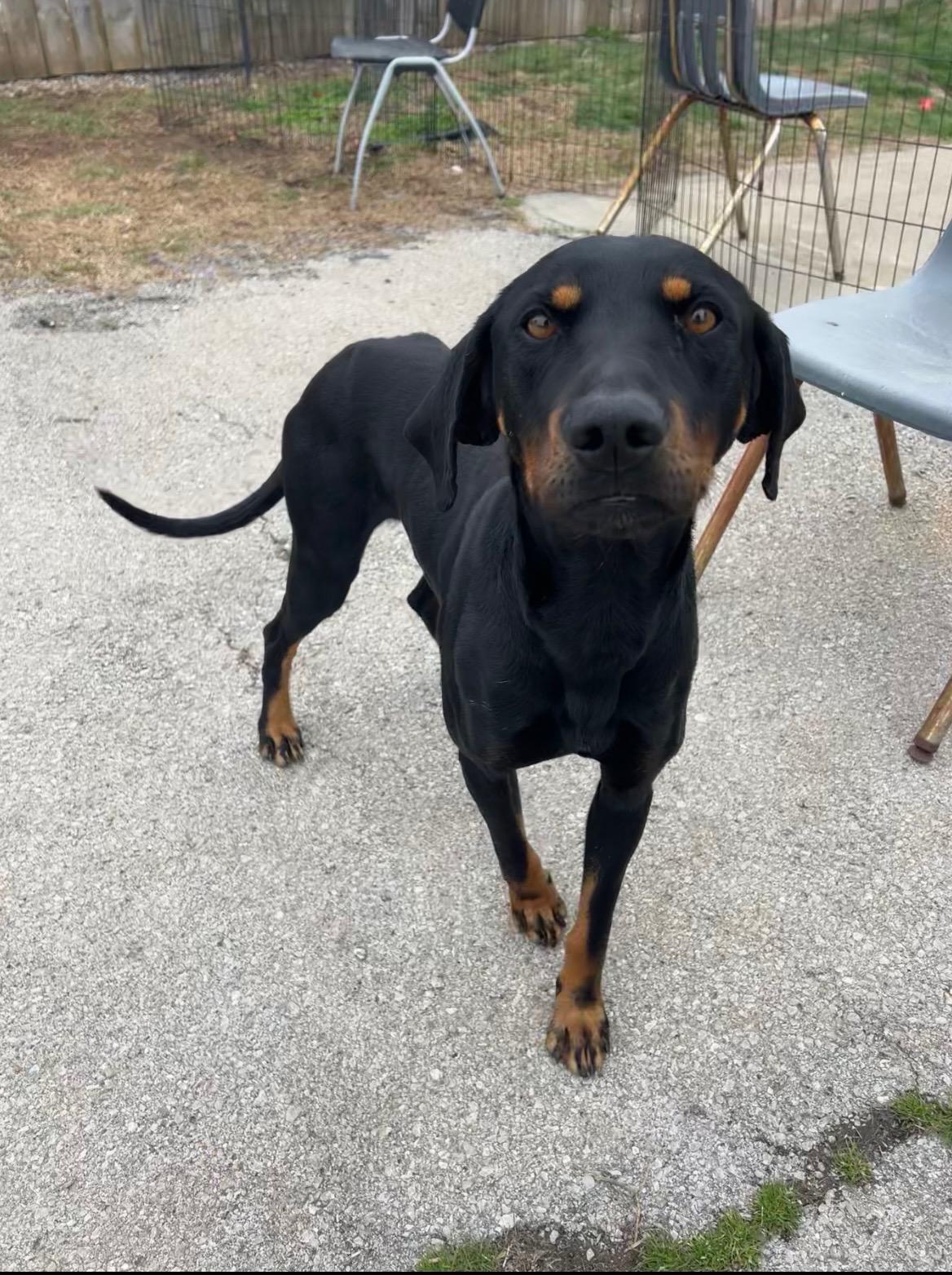 Enlarge Rocco, a ADOPTABLE Hound in Lexington, KY image 2/4