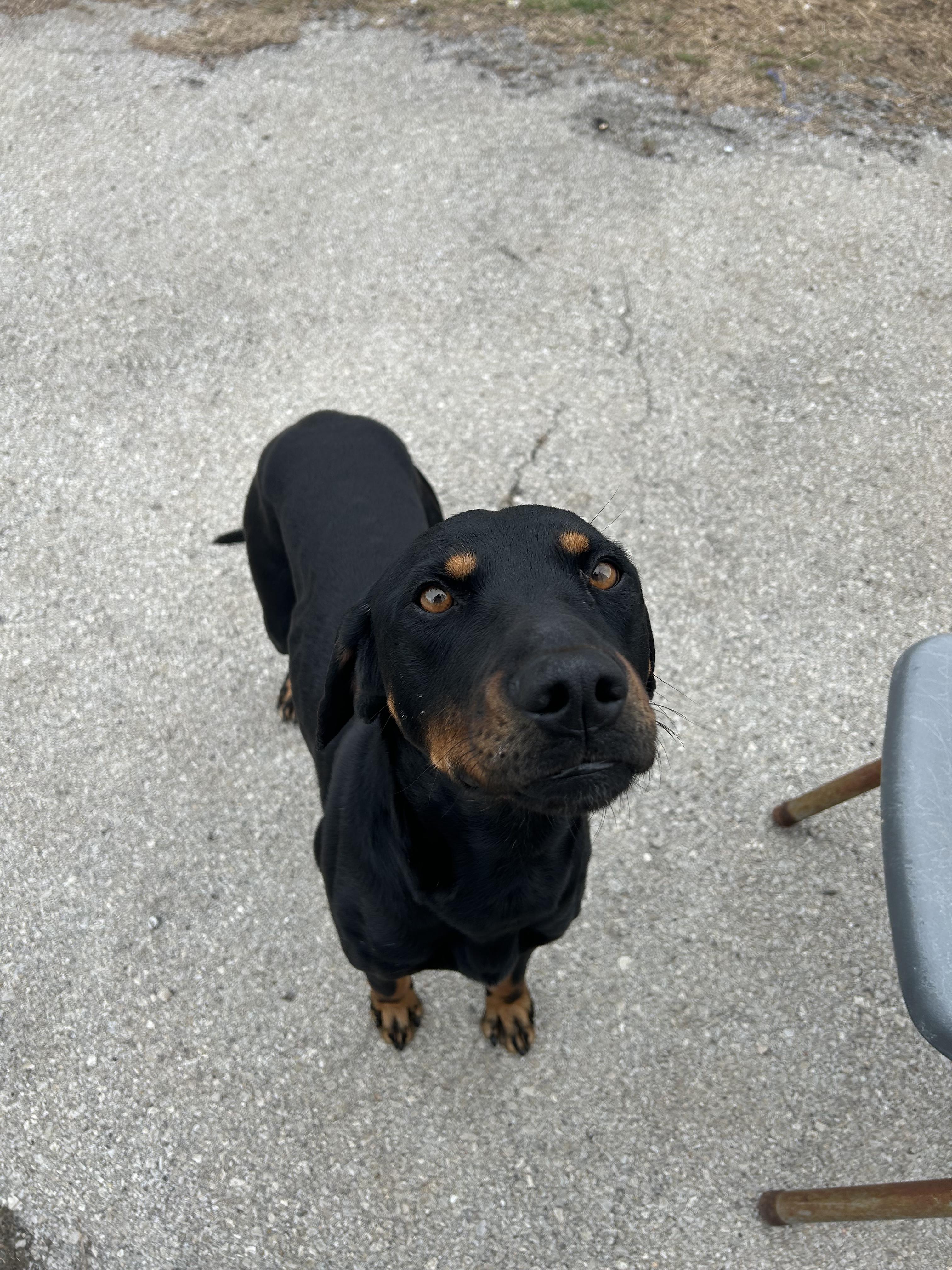 Enlarge Rocco, a ADOPTABLE Hound in Lexington, KY image 4/4