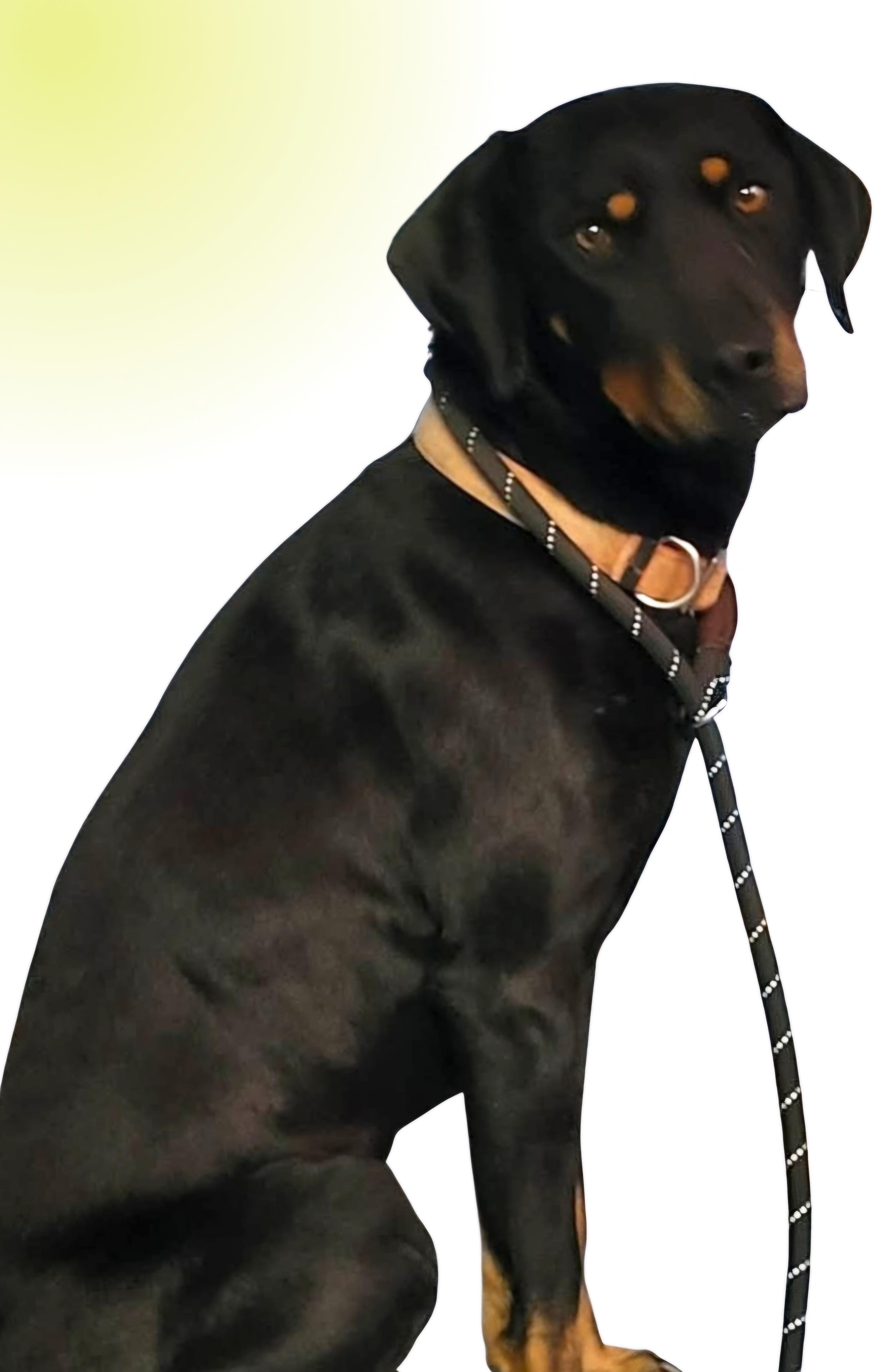 Enlarge Rocco, a ADOPTABLE Hound in Lexington, KY image 1/4