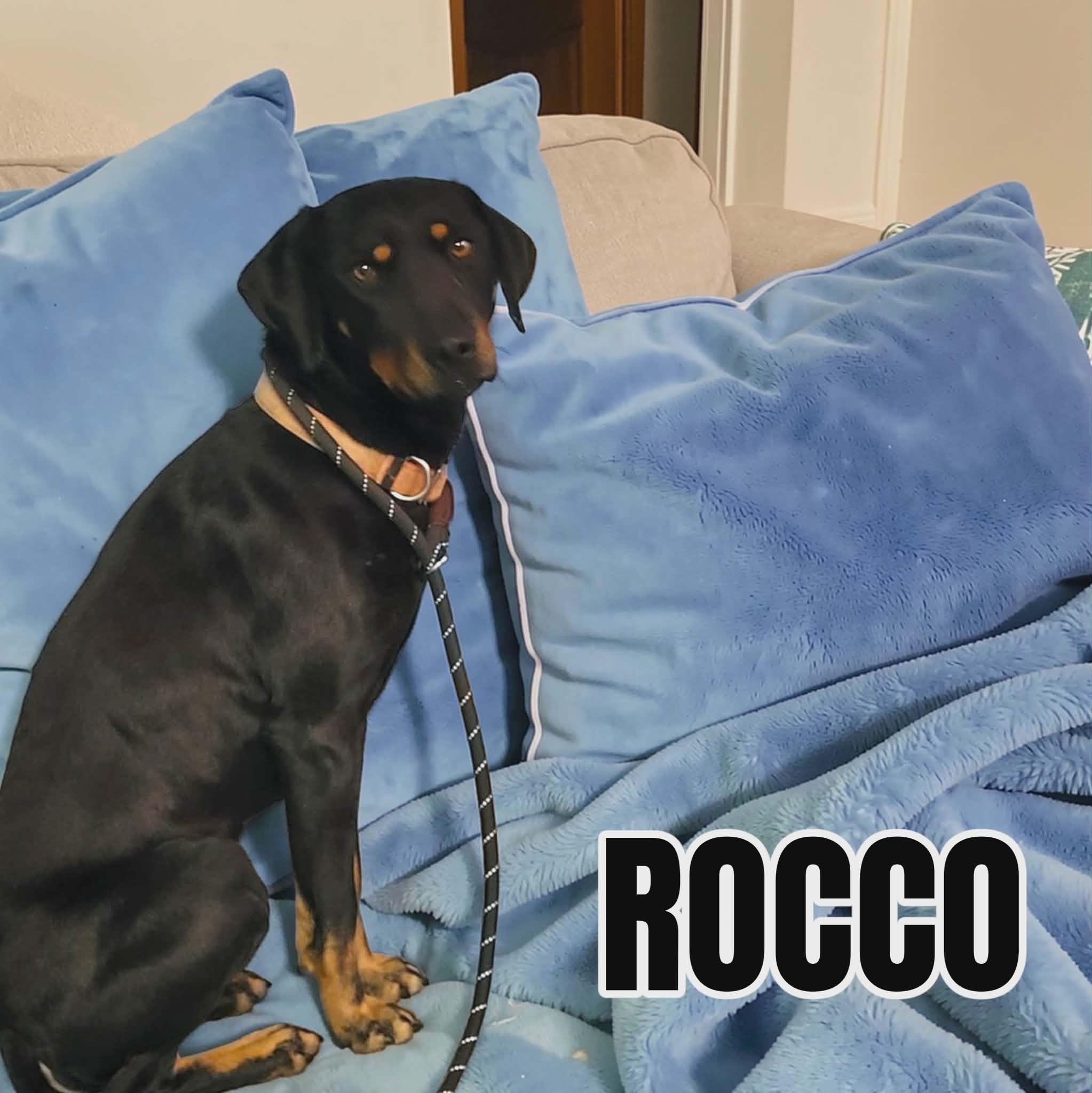 Enlarge Rocco, a ADOPTABLE Hound in Lexington, KY image 3/4
