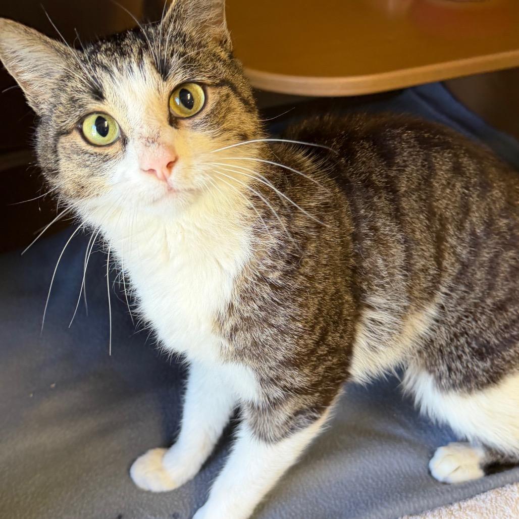 Enlarge Mavis, a Adoptable Domestic Short Hair in Middlebury, VT image 1/6